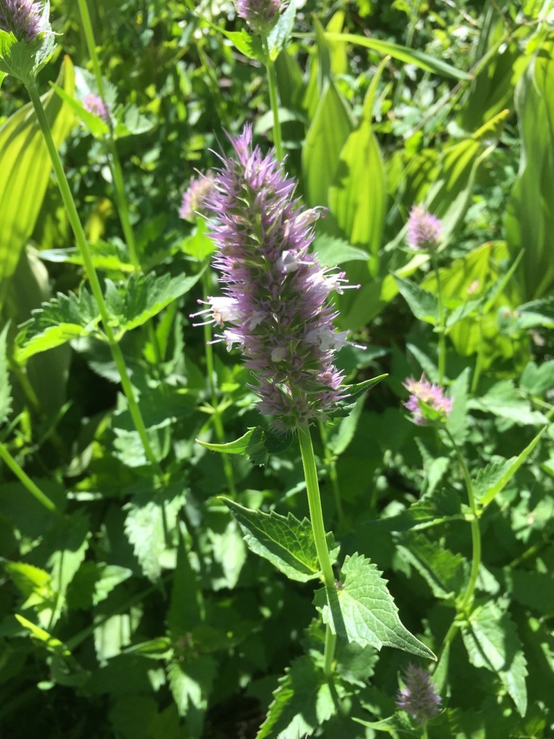 Nettleleaf Giant Hyssop photo 3