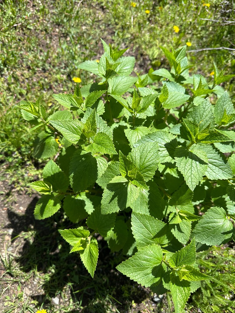 Nettleleaf Giant Hyssop photo 4