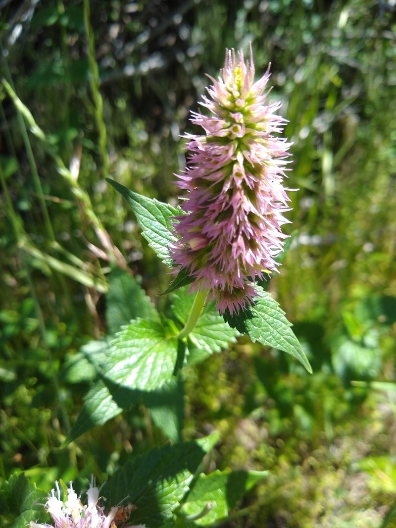 Nettleleaf Giant Hyssop photo 5