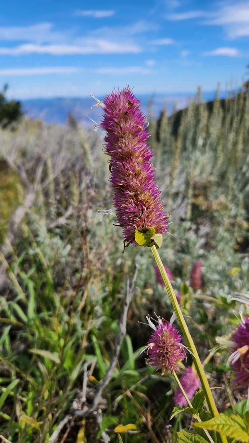 Nettleleaf Giant Hyssop photo 6