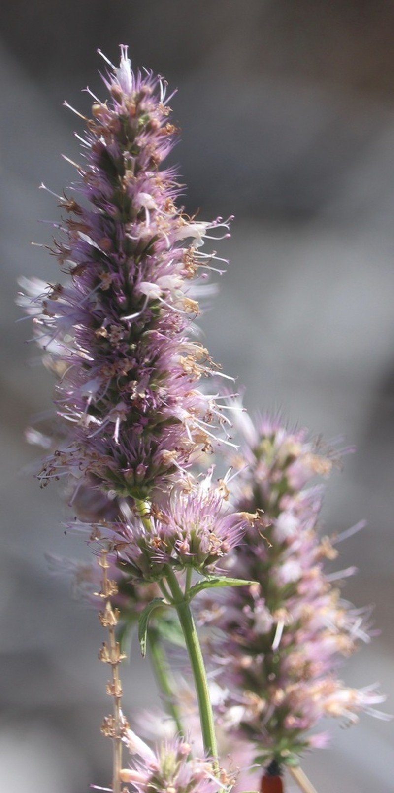 Nettleleaf Giant Hyssop photo 7