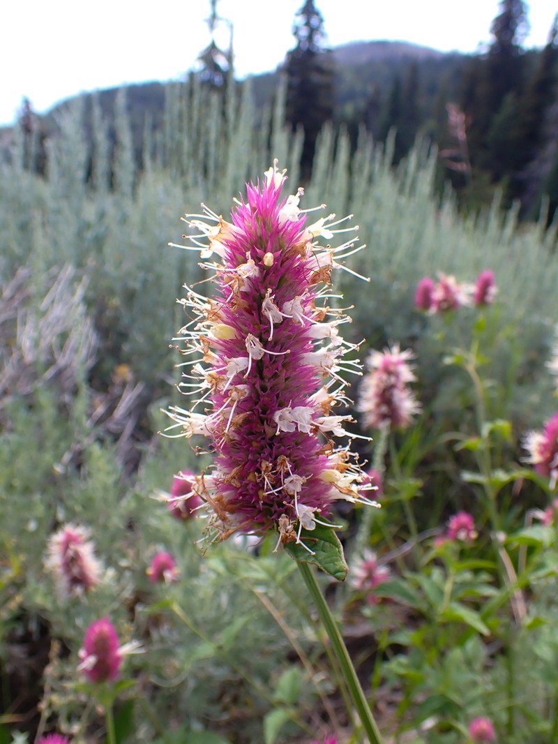 Nettleleaf Giant Hyssop photo 8