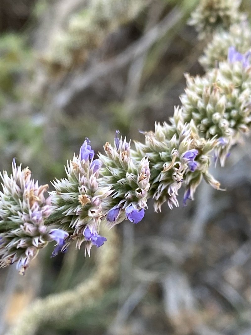 Sonoran Giant Hyssop