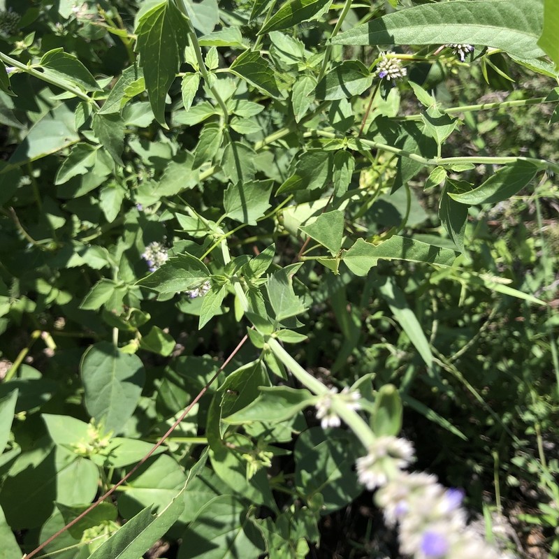 Sonoran Giant Hyssop photo 2