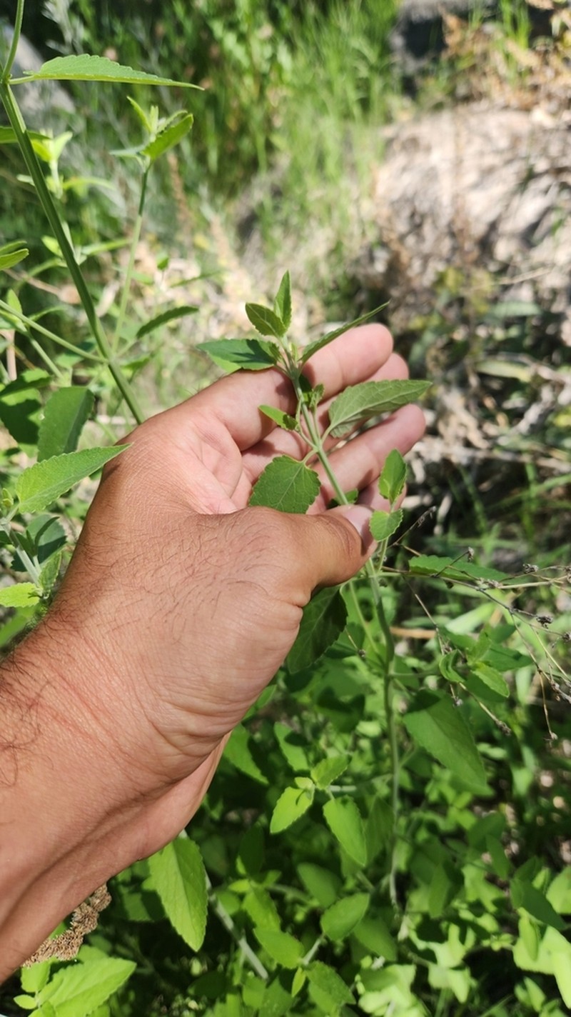 Sonoran Giant Hyssop photo 3
