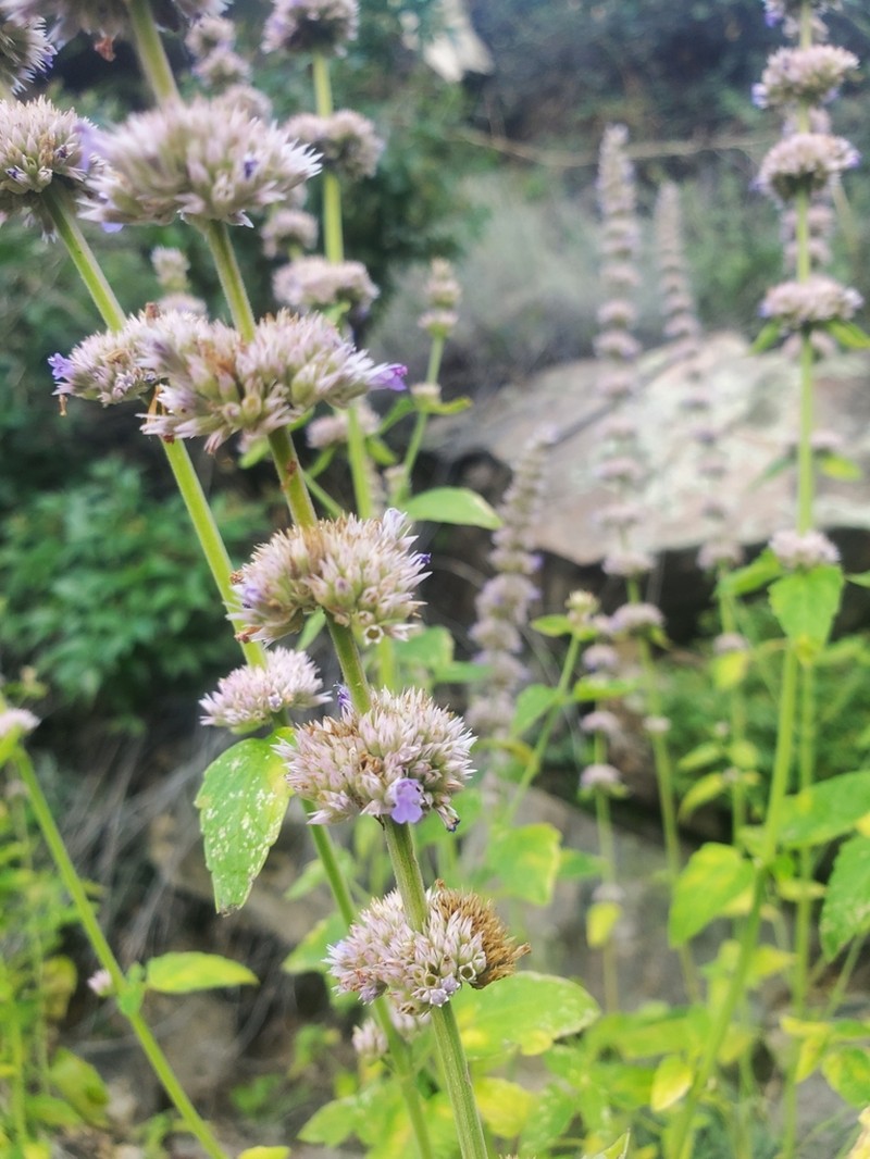Sonoran Giant Hyssop photo 4