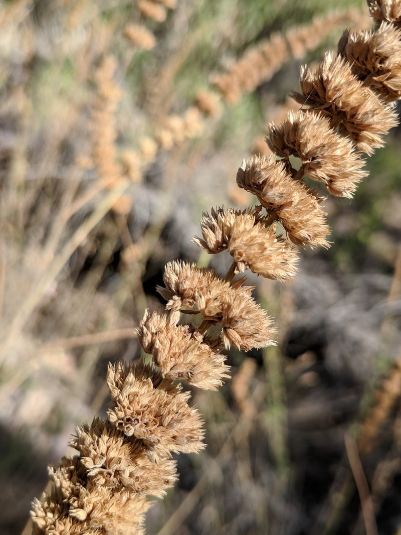 Sonoran Giant Hyssop photo 5