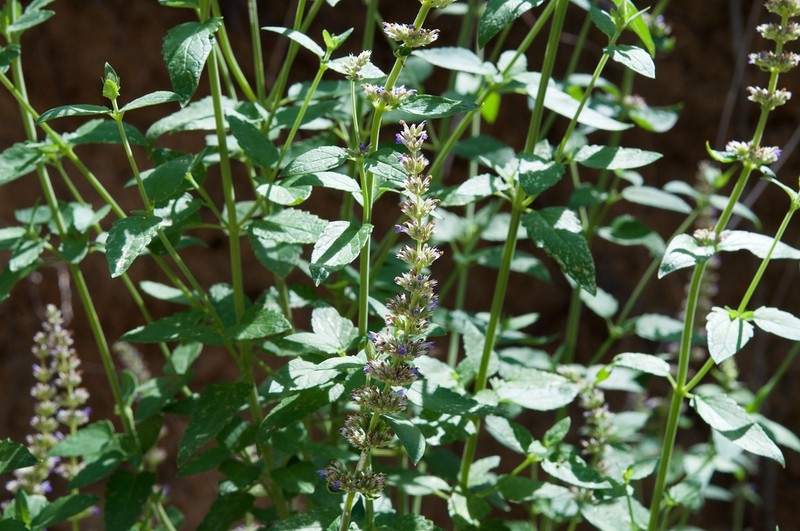 Sonoran Giant Hyssop photo 6