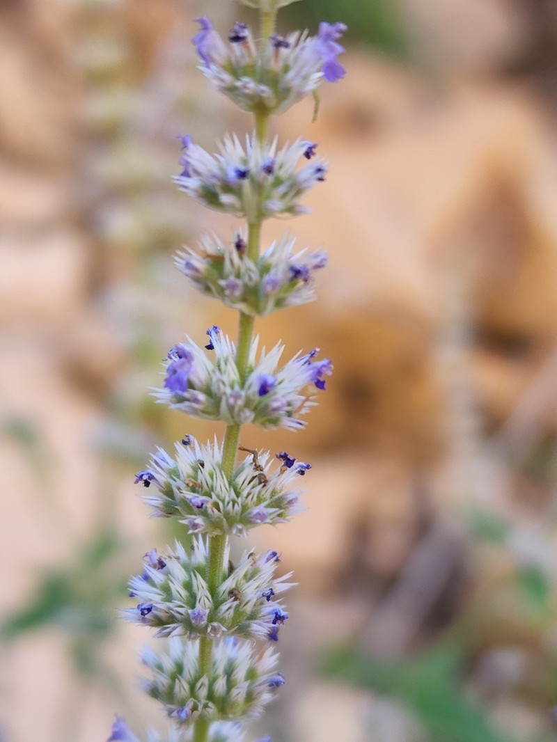 Sonoran Giant Hyssop photo 7