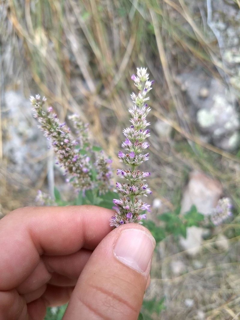 Sonoran Giant Hyssop photo 8