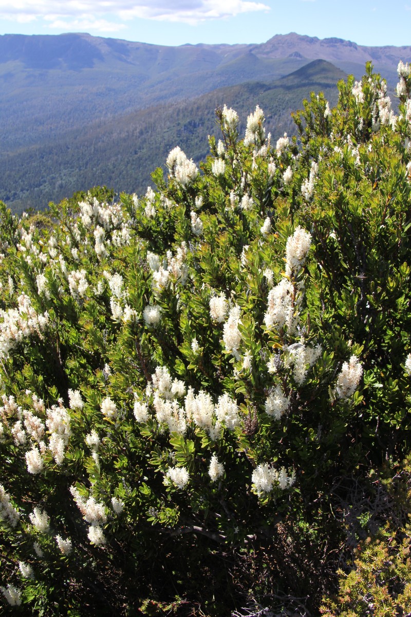 Agastachys odorata