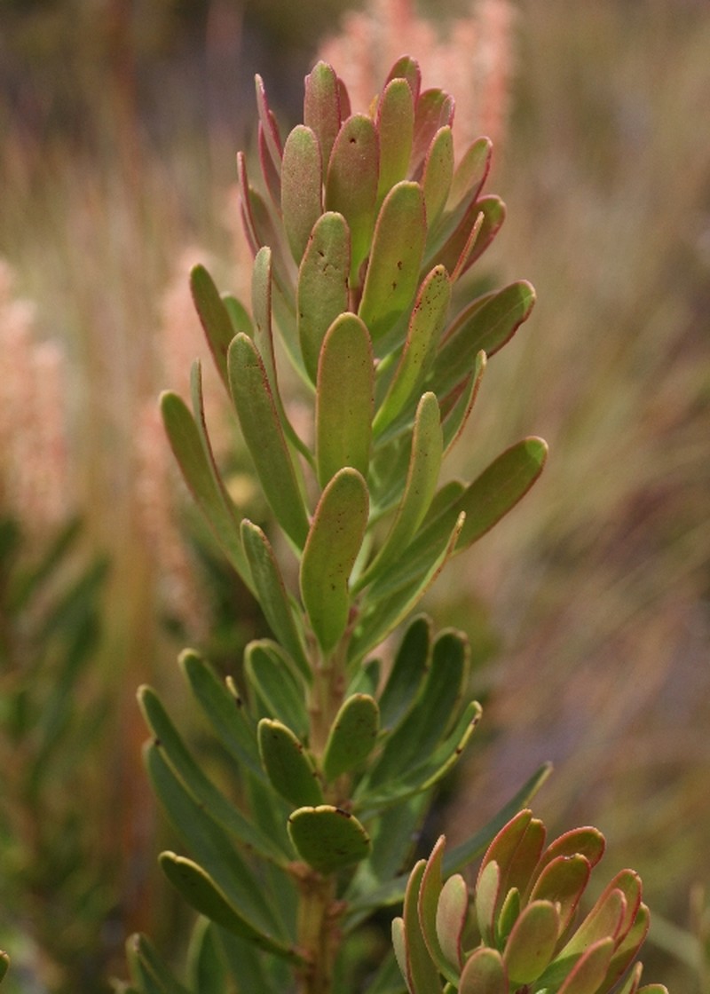 Agastachys odorata photo 2