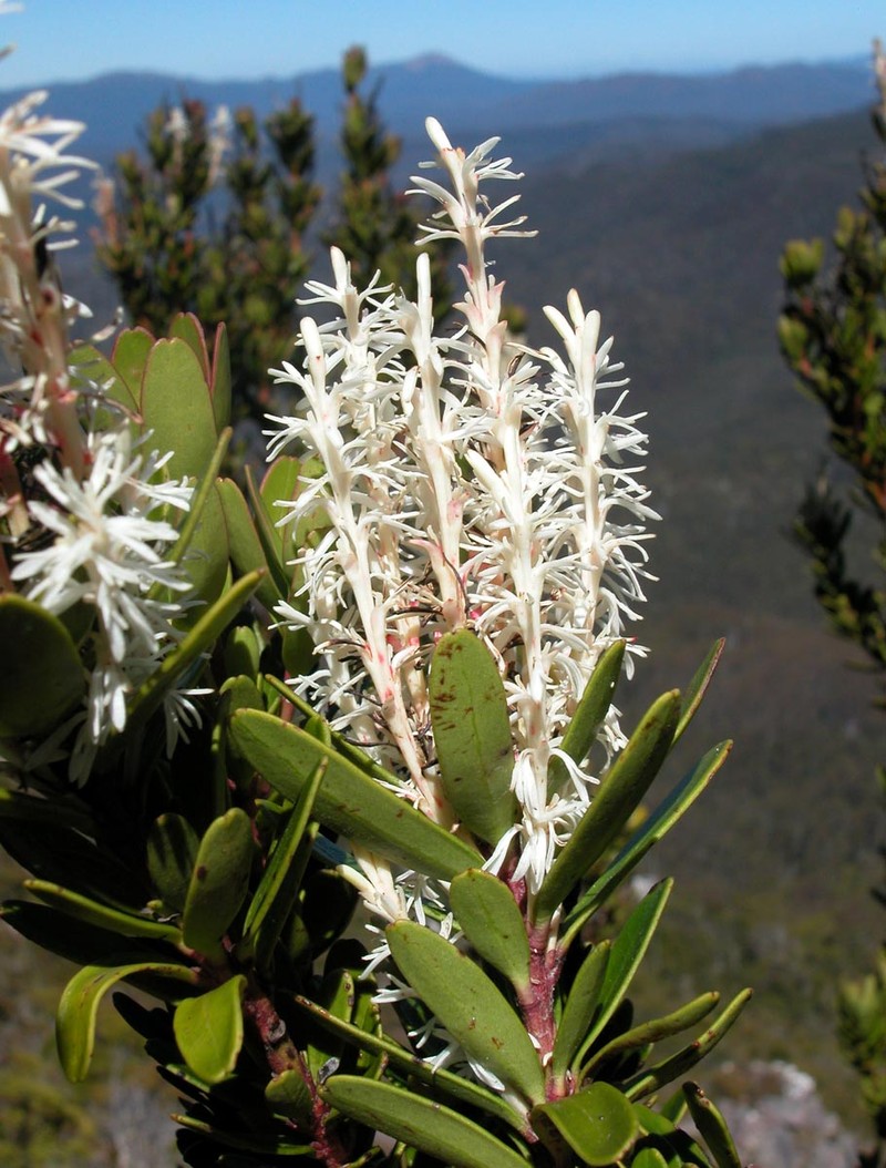Agastachys odorata photo 3
