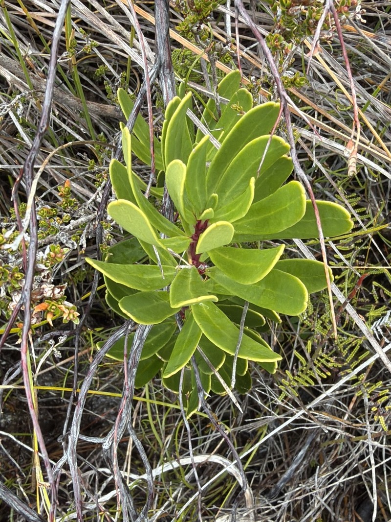 Agastachys odorata photo 4