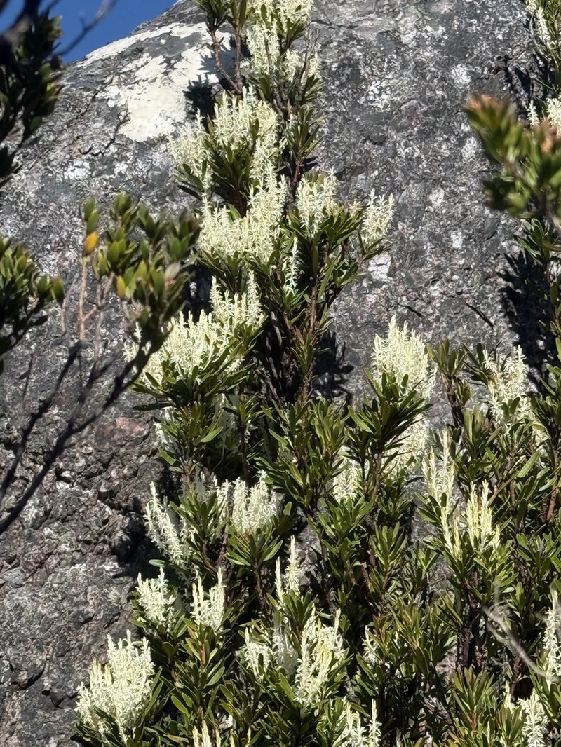 Agastachys odorata photo 5