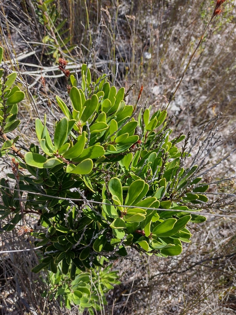 Agastachys odorata photo 7
