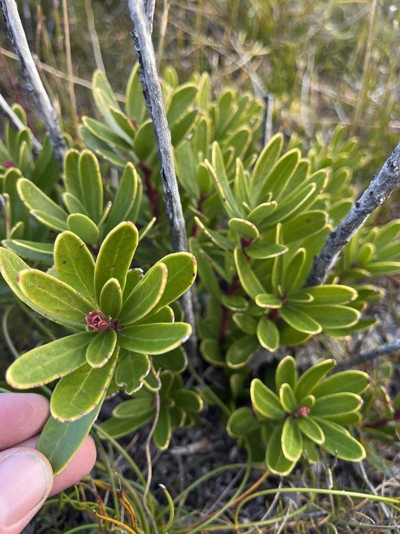 Agastachys odorata photo 8