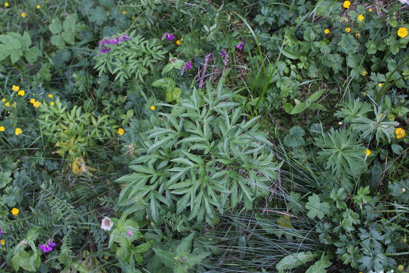 Agasyllis latifolia photo 2