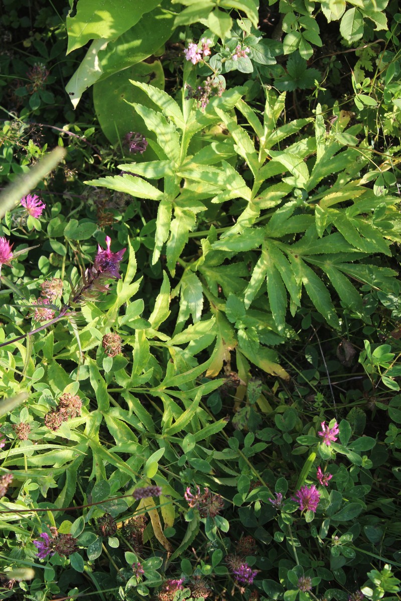 Agasyllis latifolia photo 3