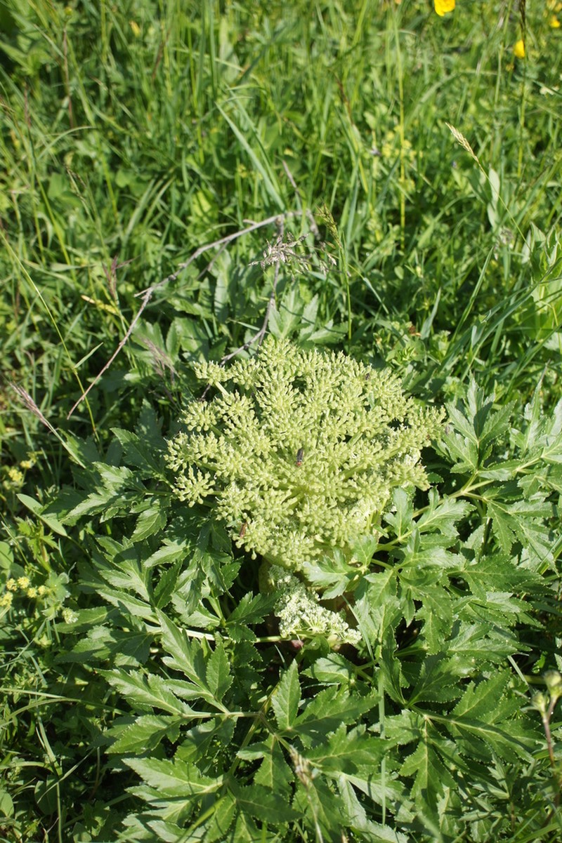 Agasyllis latifolia photo 5