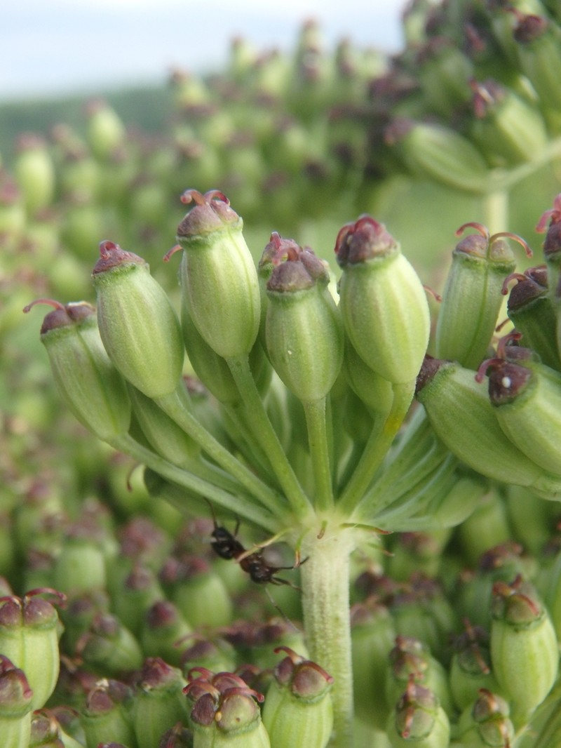 Agasyllis latifolia photo 6