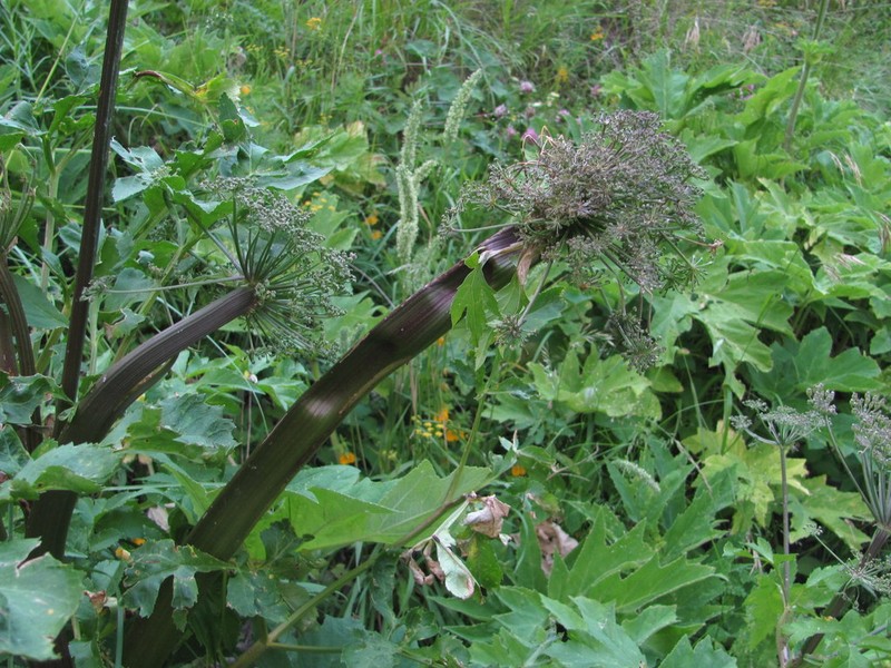 Agasyllis latifolia photo 8