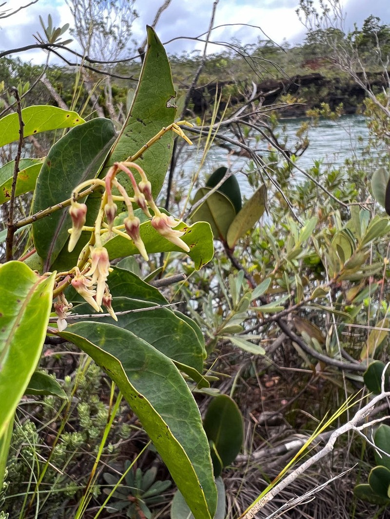 Agatea longipedicellata