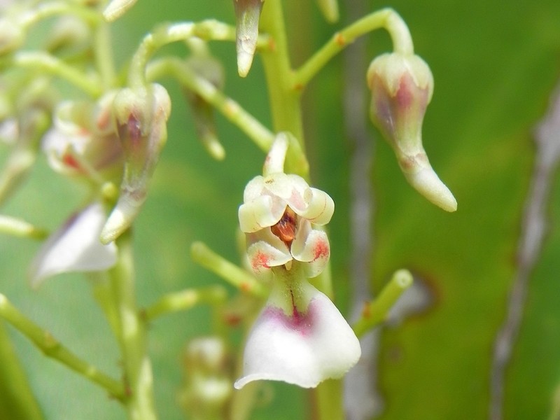 Agatea longipedicellata photo 2