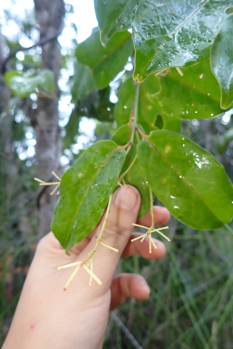 Agatea longipedicellata photo 3
