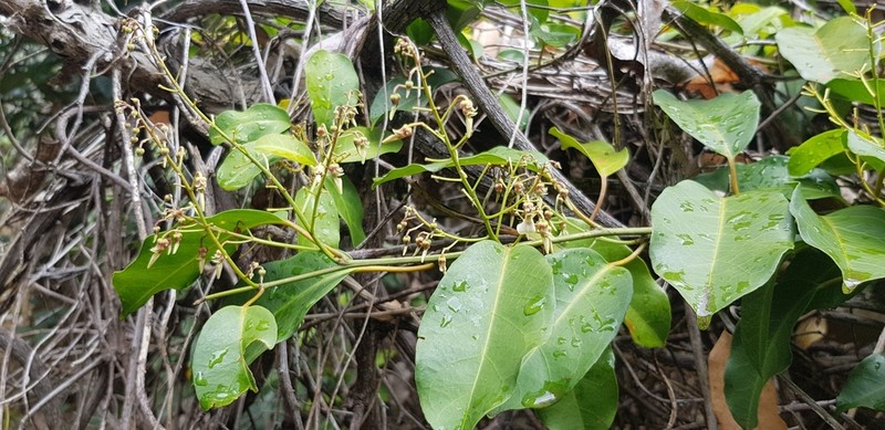 Agatea longipedicellata photo 4