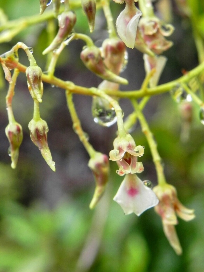 Agatea longipedicellata photo 5