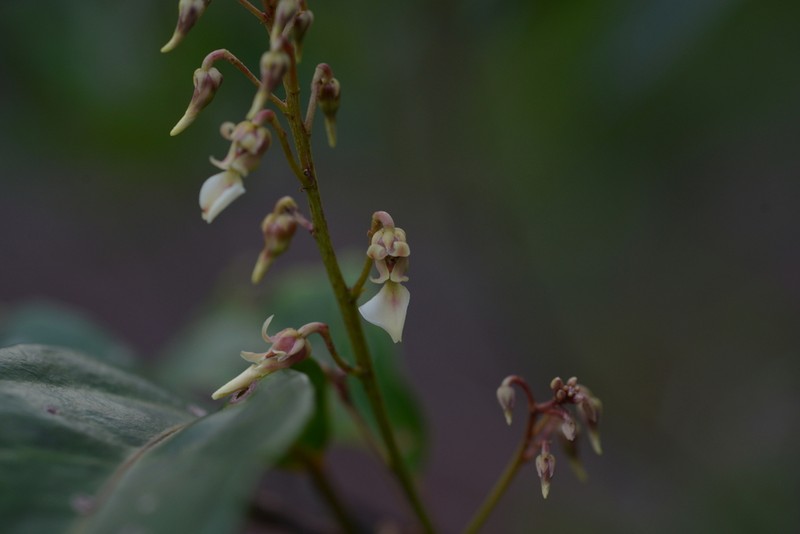 Agatea longipedicellata photo 6
