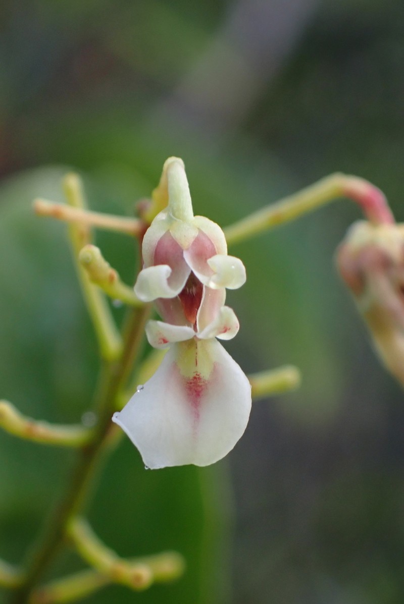 Agatea longipedicellata photo 7