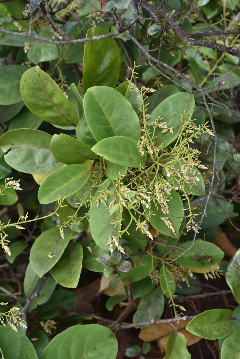 Agatea longipedicellata photo 8