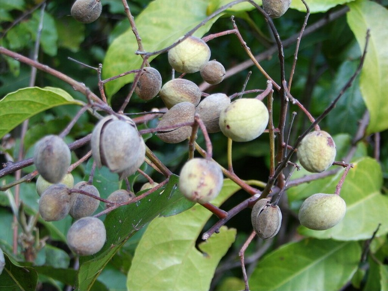 Agatea pancheri