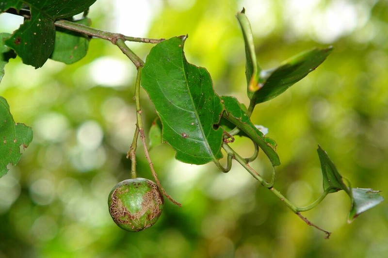 Agatea rufotomentosa