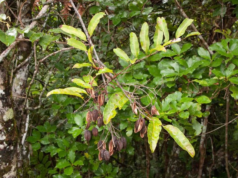 Agatea rufotomentosa photo 2