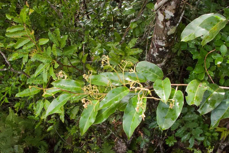 Agatea rufotomentosa photo 3