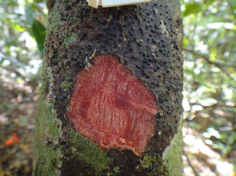 Agatea rufotomentosa photo 4