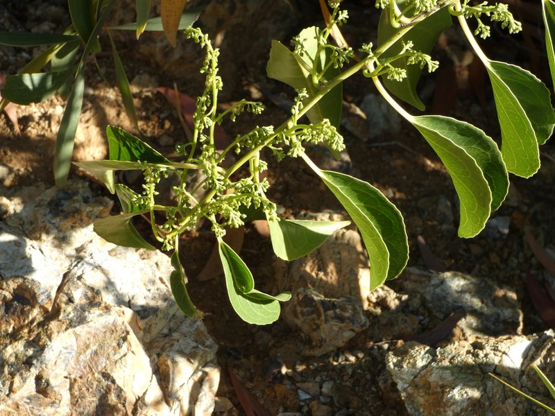 Agatea schlechteri