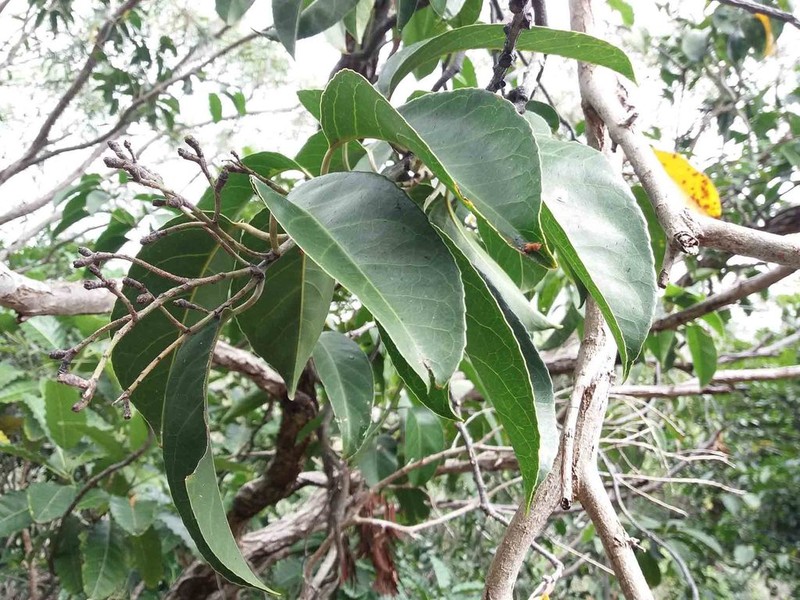 Agatea schlechteri photo 2