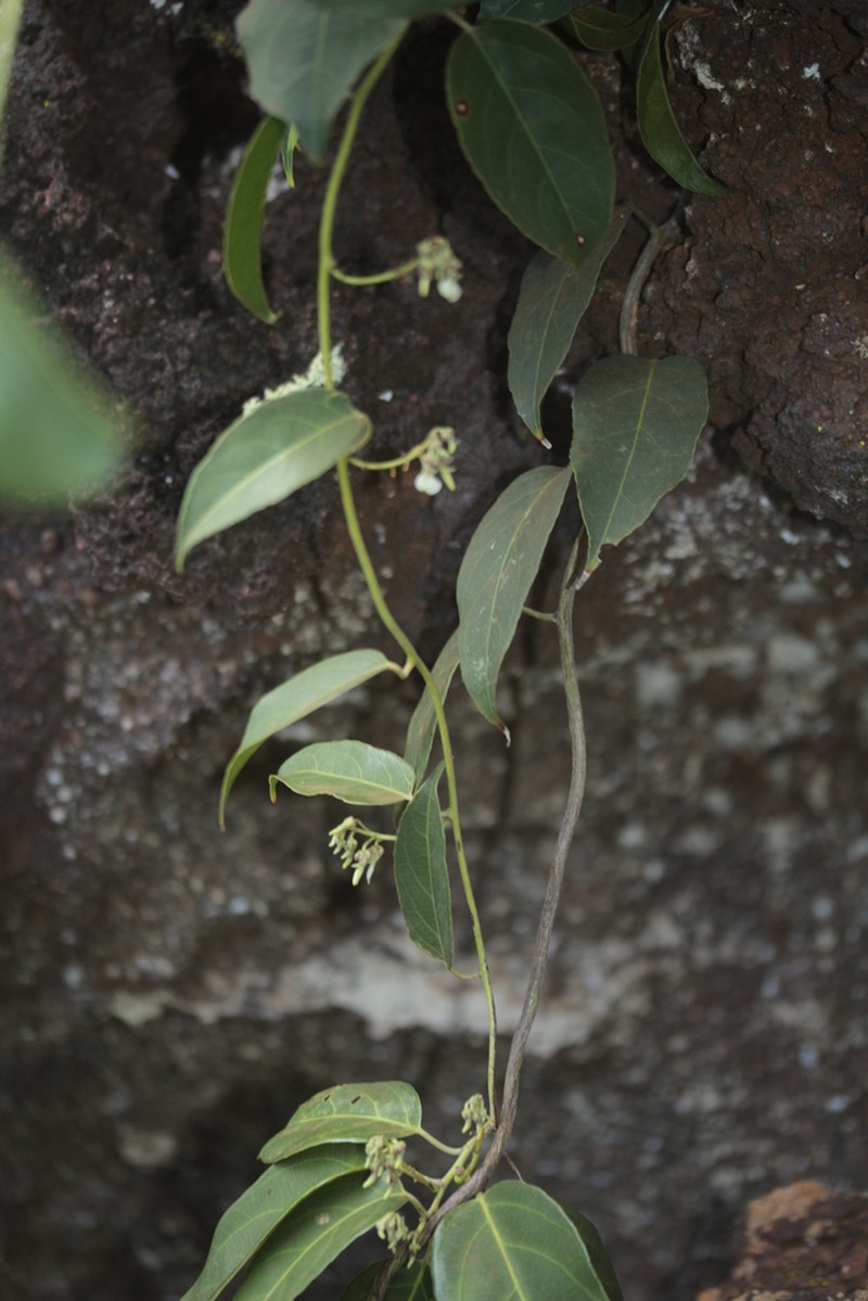 Agatea schlechteri photo 3