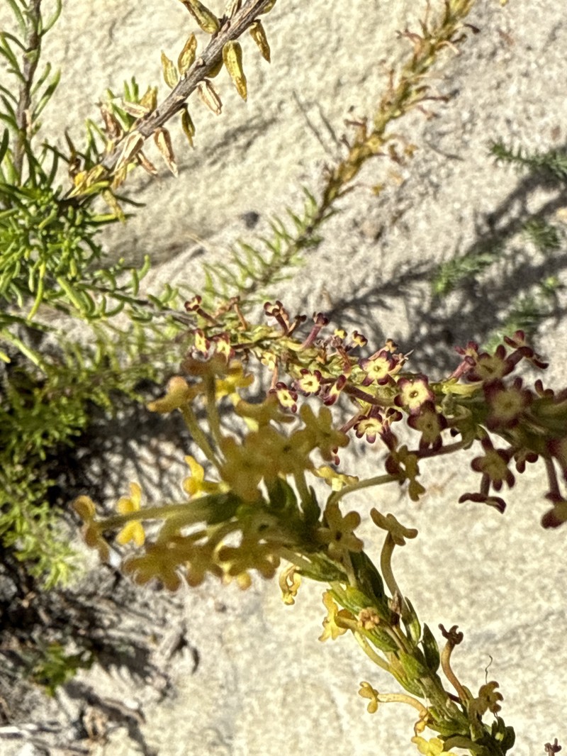 Agathelpis adunca