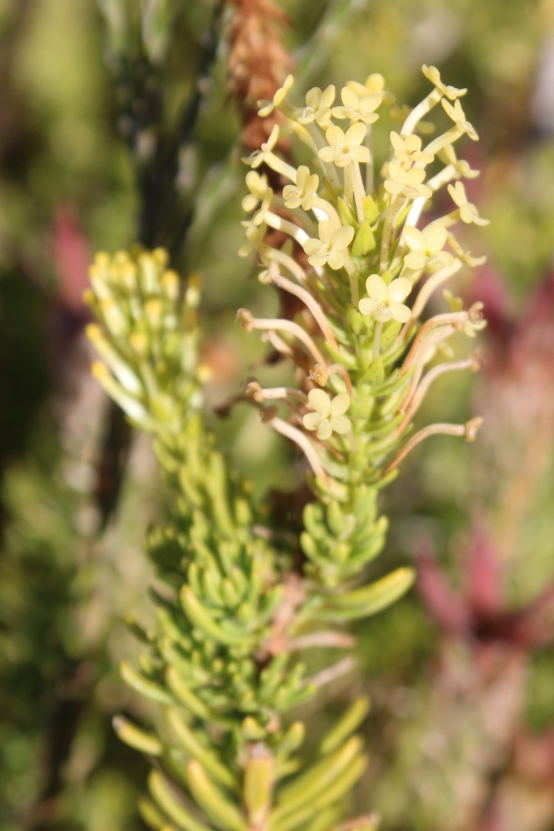 Agathelpis adunca photo 7