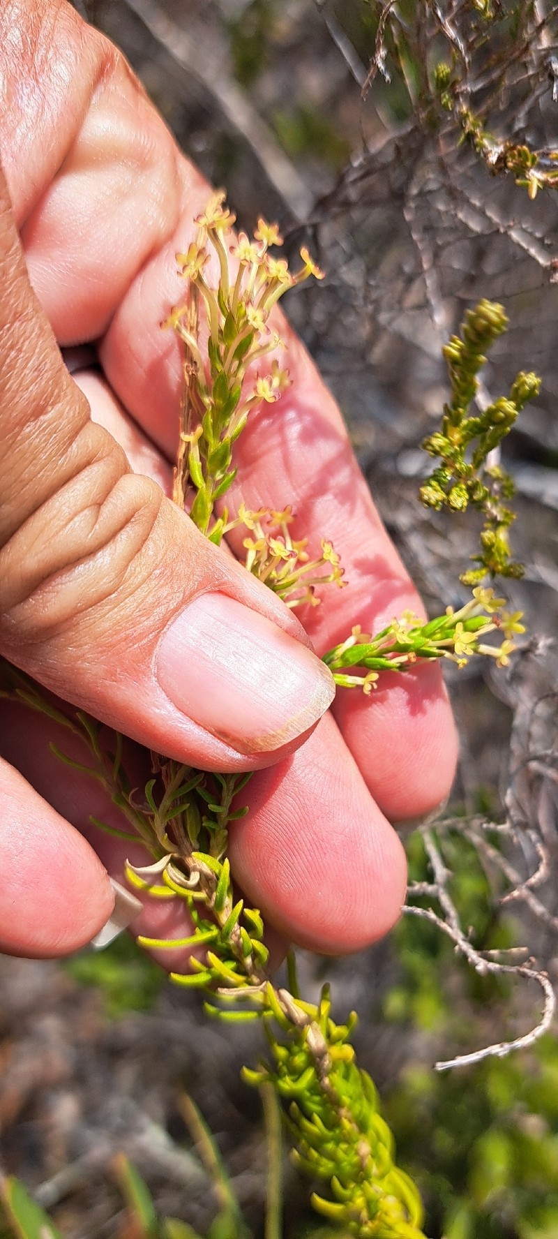 Agathelpis brevifolia photo 2
