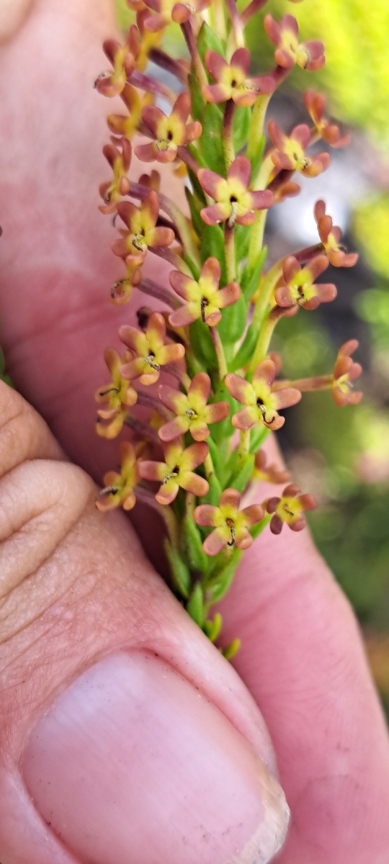 Agathelpis brevifolia photo 4