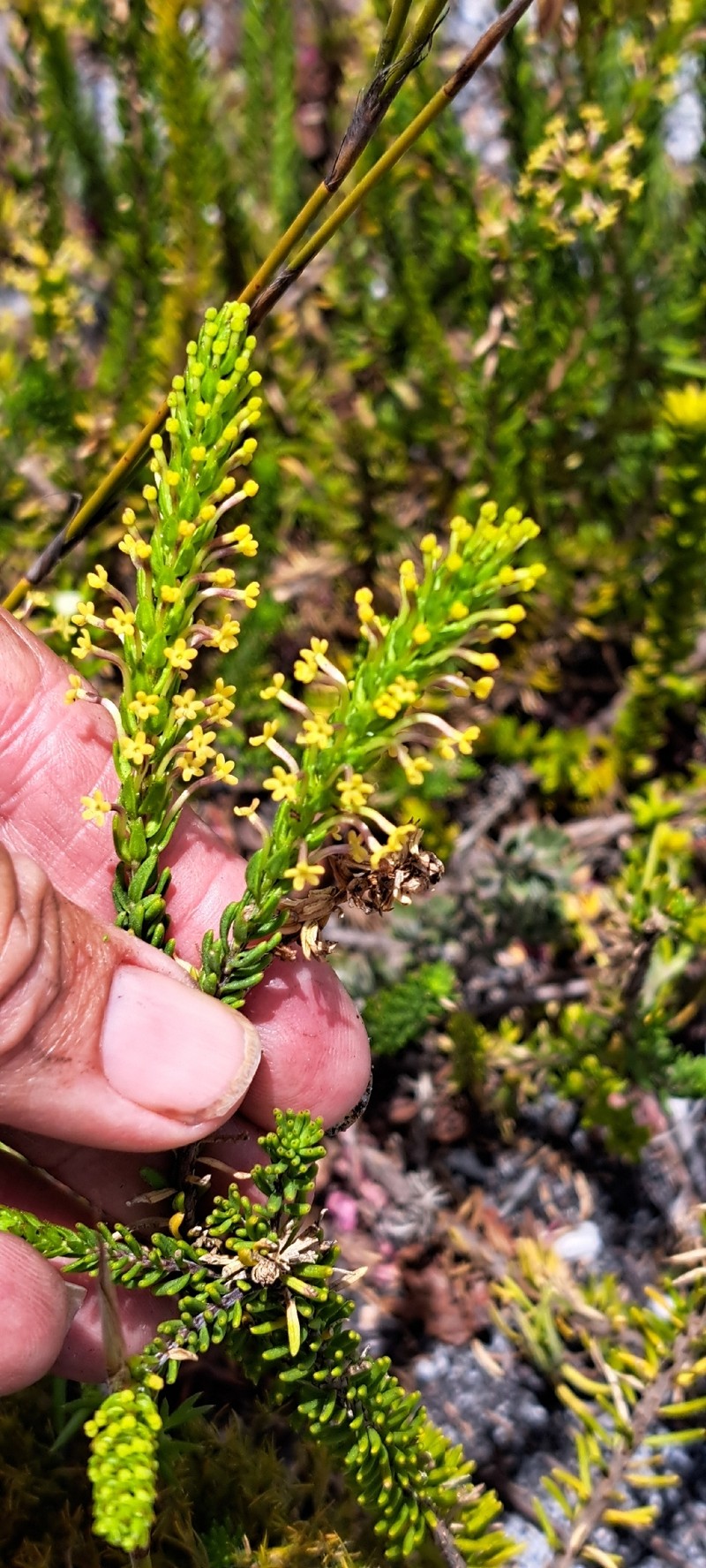 Agathelpis brevifolia photo 5