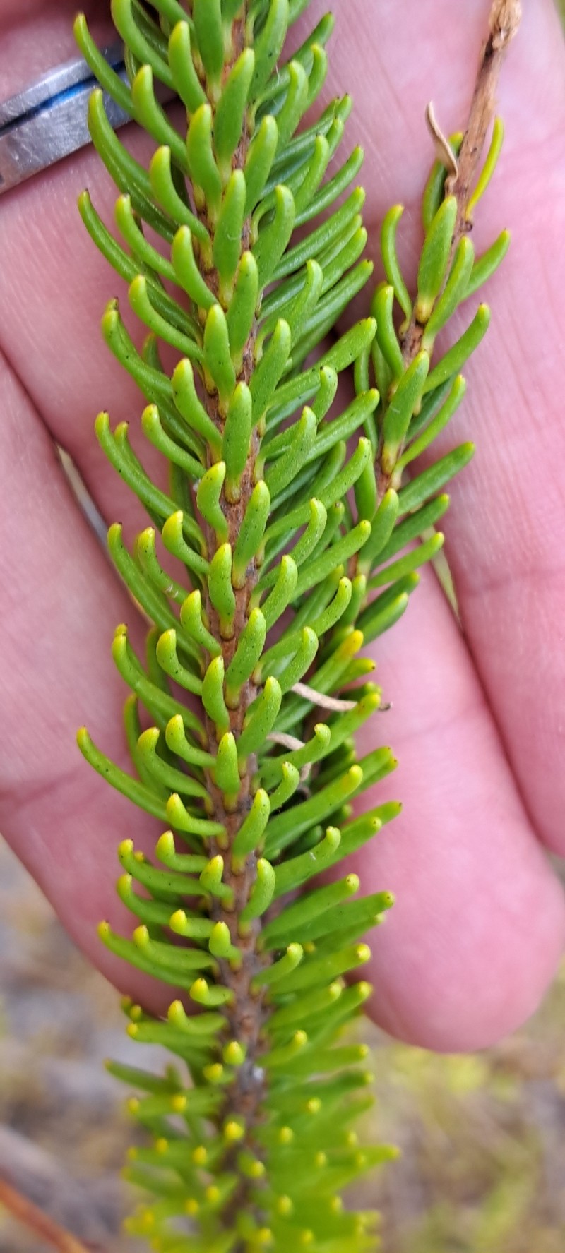 Agathelpis brevifolia photo 8