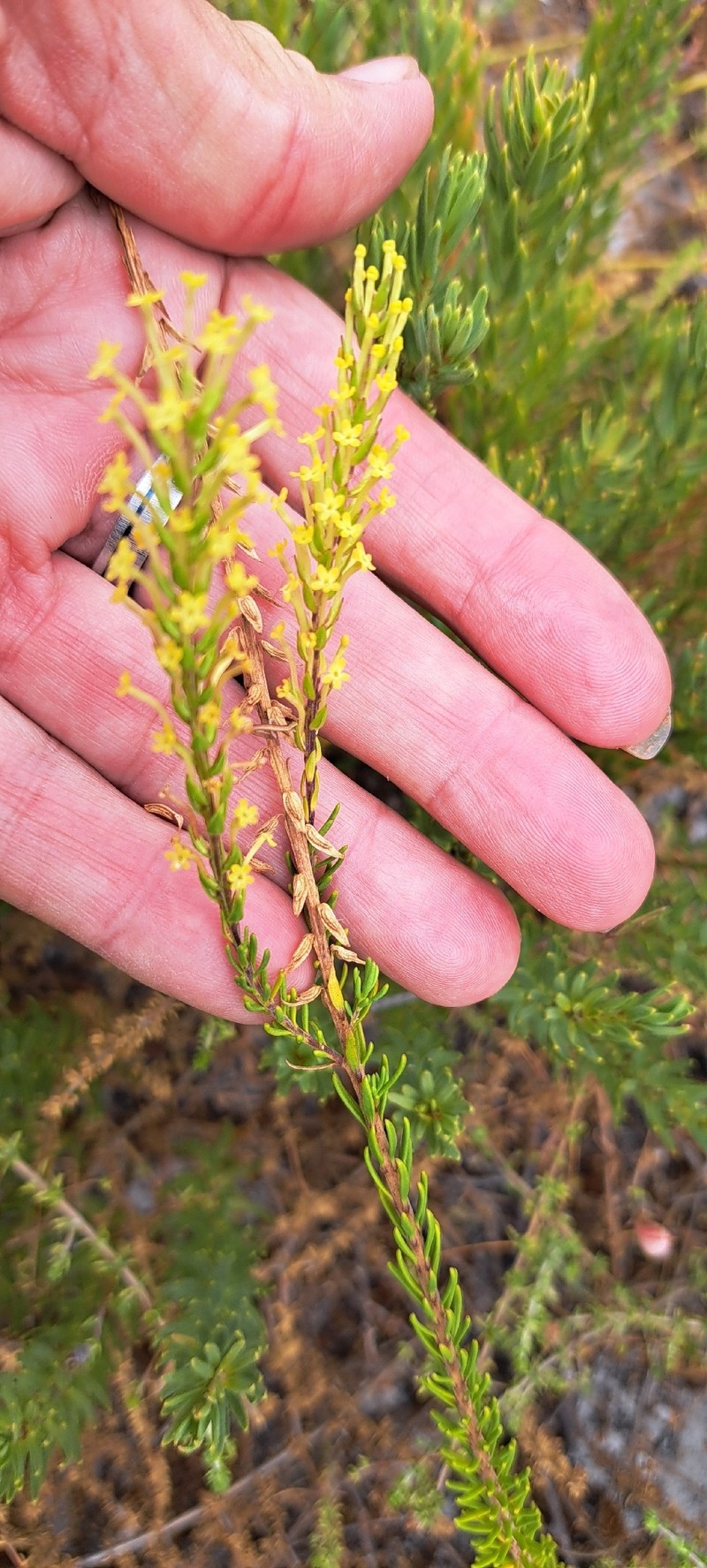 Agathelpis mucronata photo 3