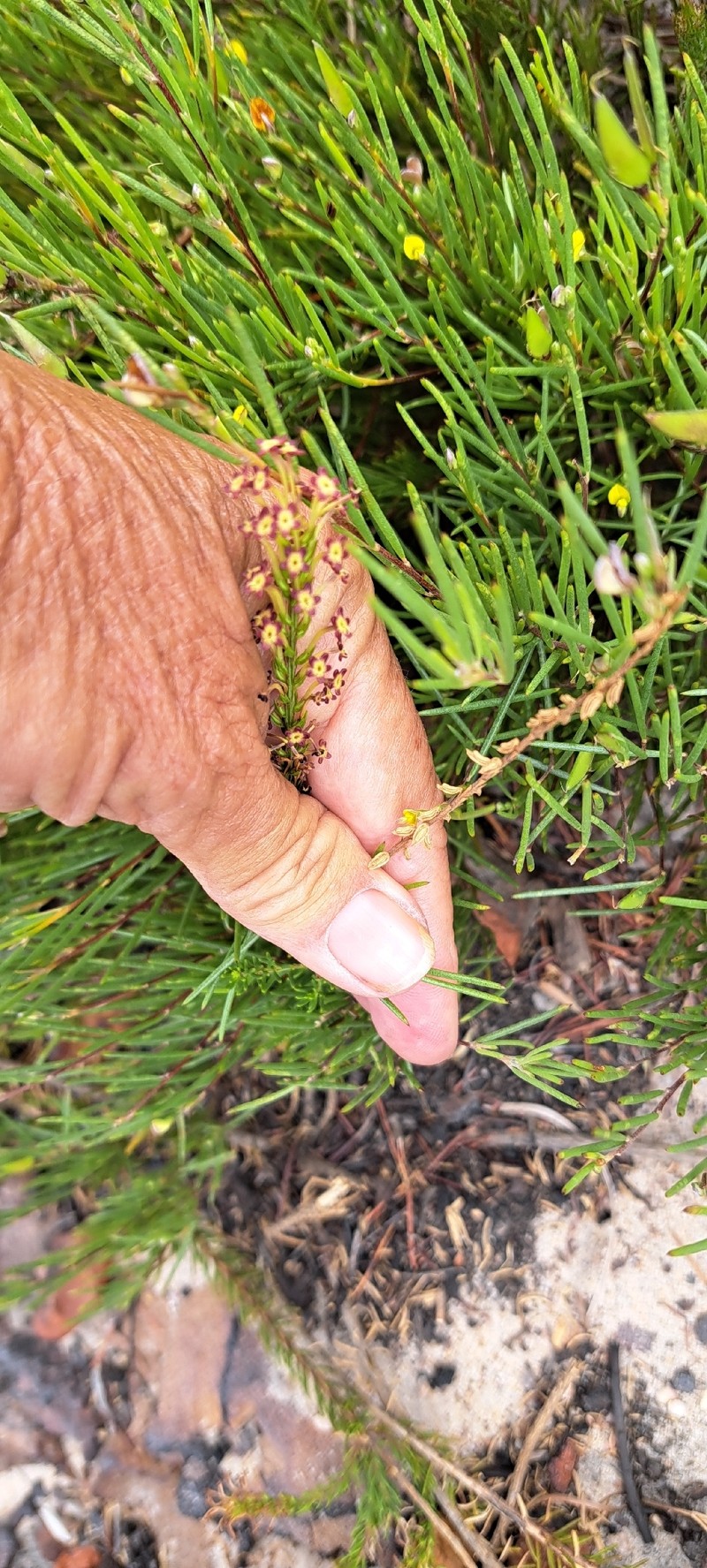 Agathelpis mucronata photo 6